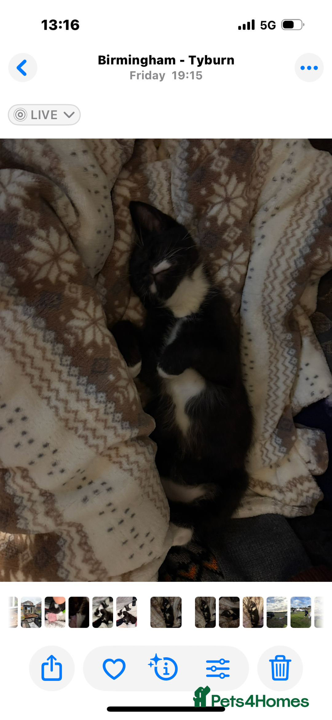 British Shorthair cats for sale: Beautiful loving Black/white rescued girl Kitten - Image 6