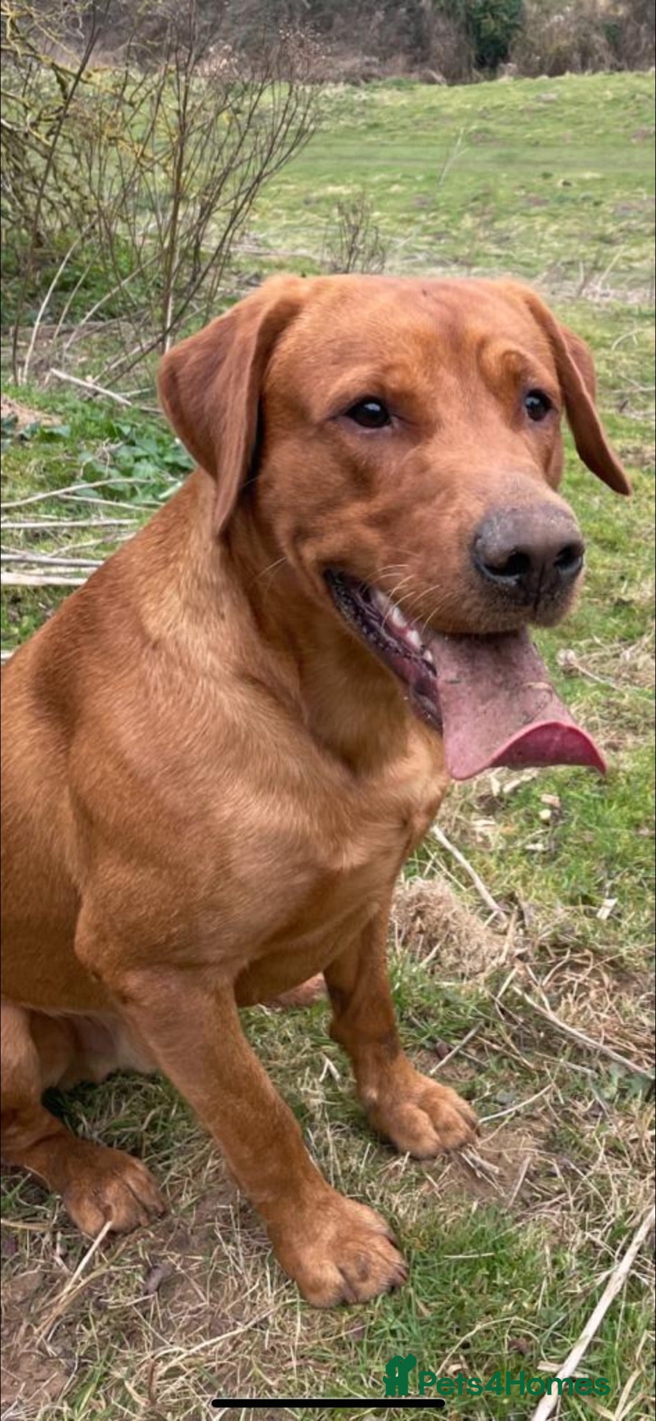 Labrador Retriever dogs Lovely Fox Red Lab for stud 🧡 - Advert 4