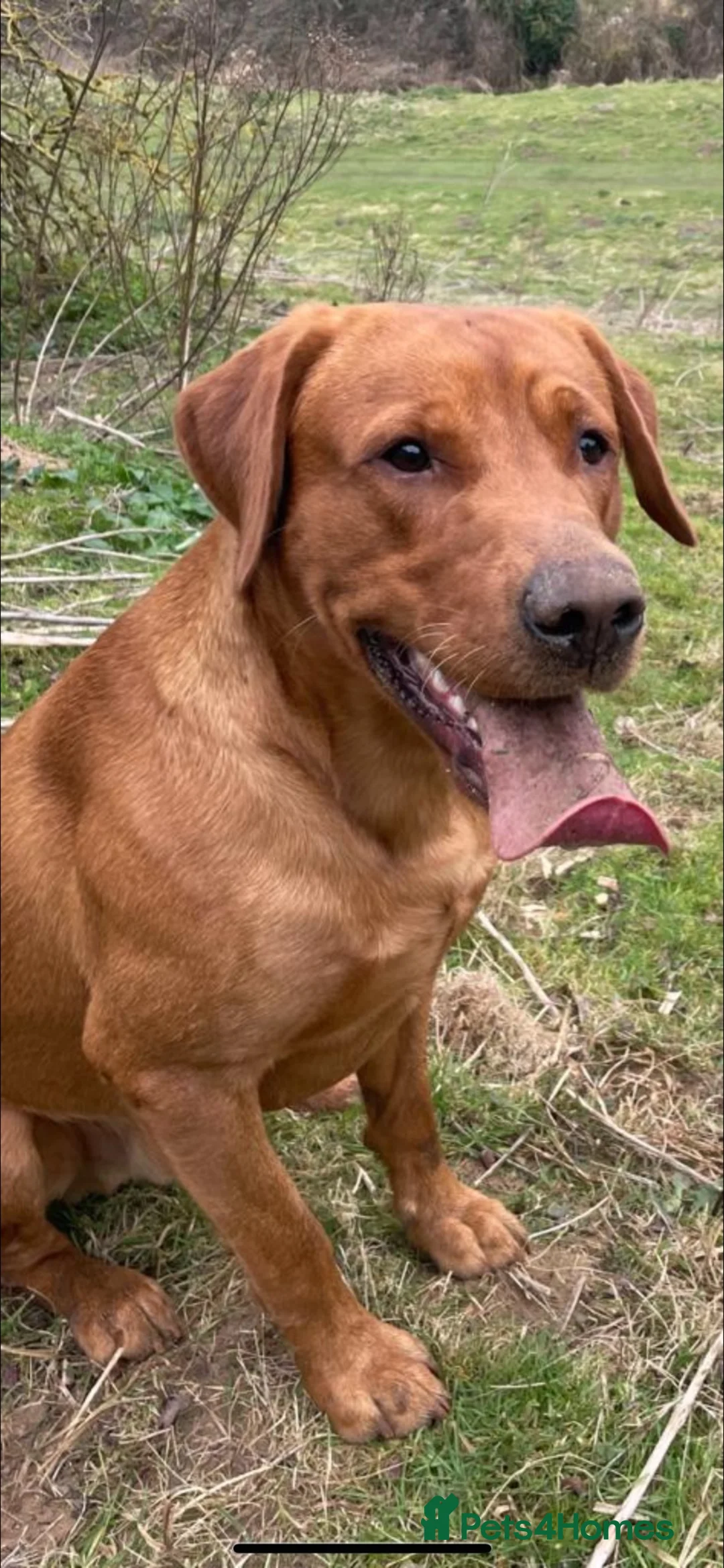 Labrador Retriever dogs for stud: Lovely Fox Red Lab for stud 🧡 - Advert 1