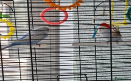 Budgerigars birds for sale: Pair of budgies with cage - Image 4