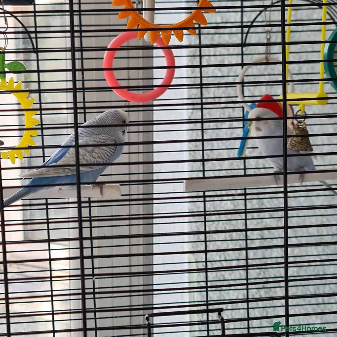 Budgerigars birds for sale: Pair of budgies with cage - Image 4