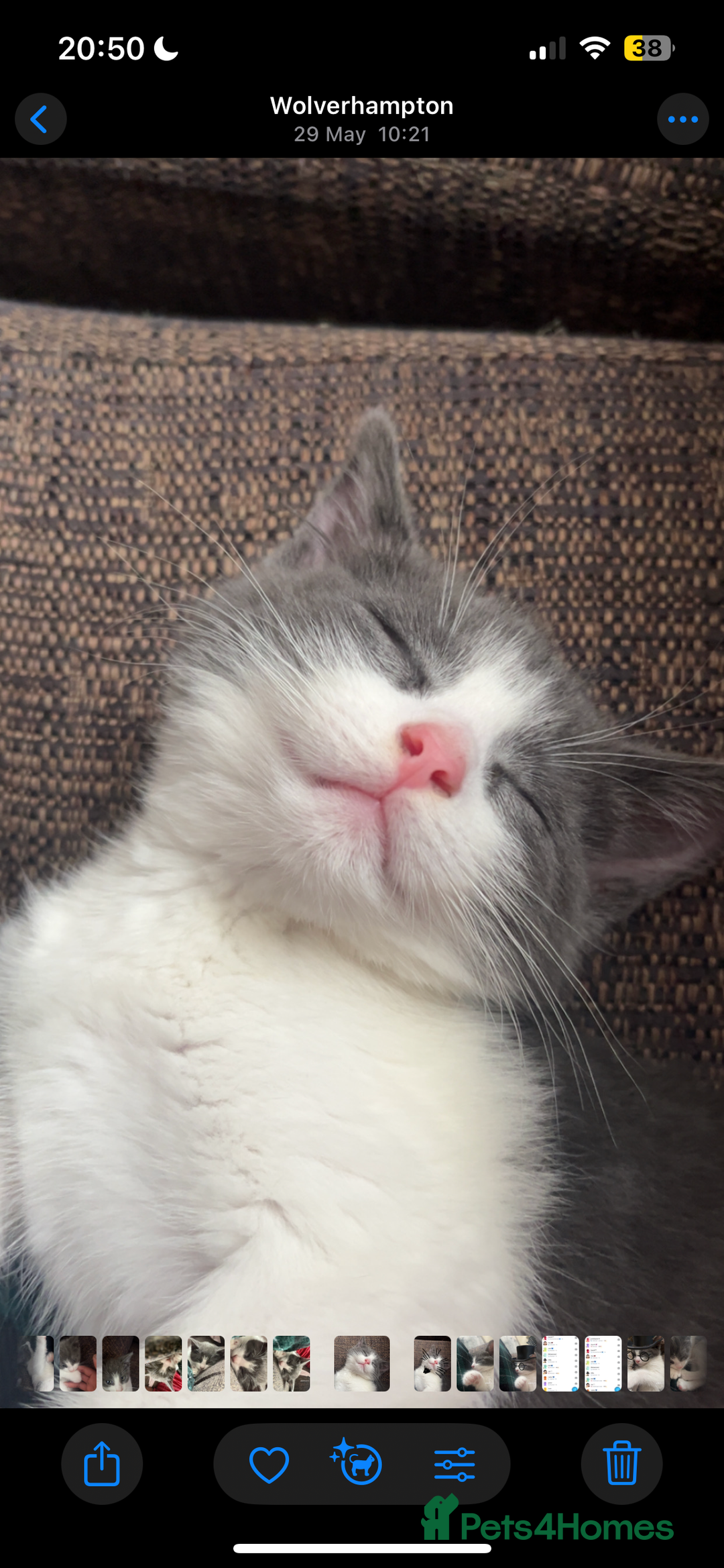 Mixed Breed cats for sale: Kitten for sale  - Advert 5