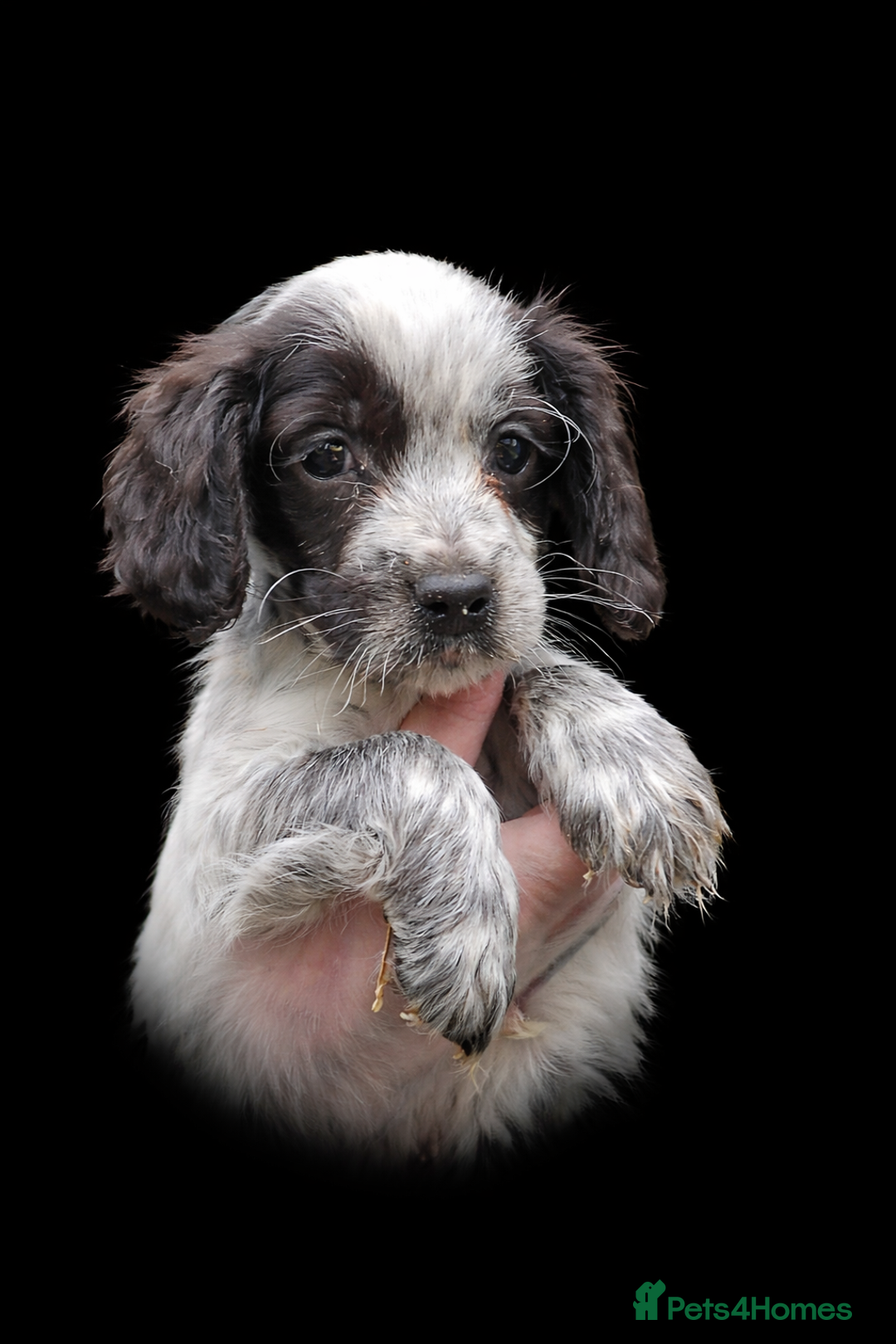 Cocker Spaniel dogs for sale: Cocker Spaniel pups  - Advert 5