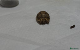 Tortoise reptiles for sale: Greek Tortoises for sale - Image 12