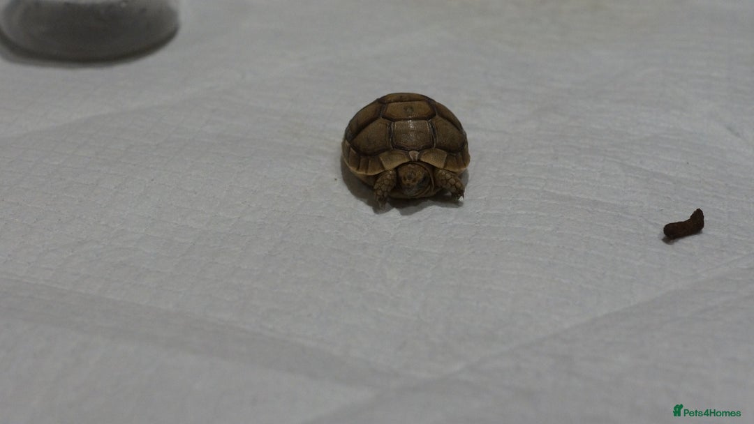 Tortoise reptiles for sale: Greek Tortoises for sale - Image 12