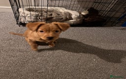 Mixed Breed dogs for sale: Dachshund/frenchie  - Image 3