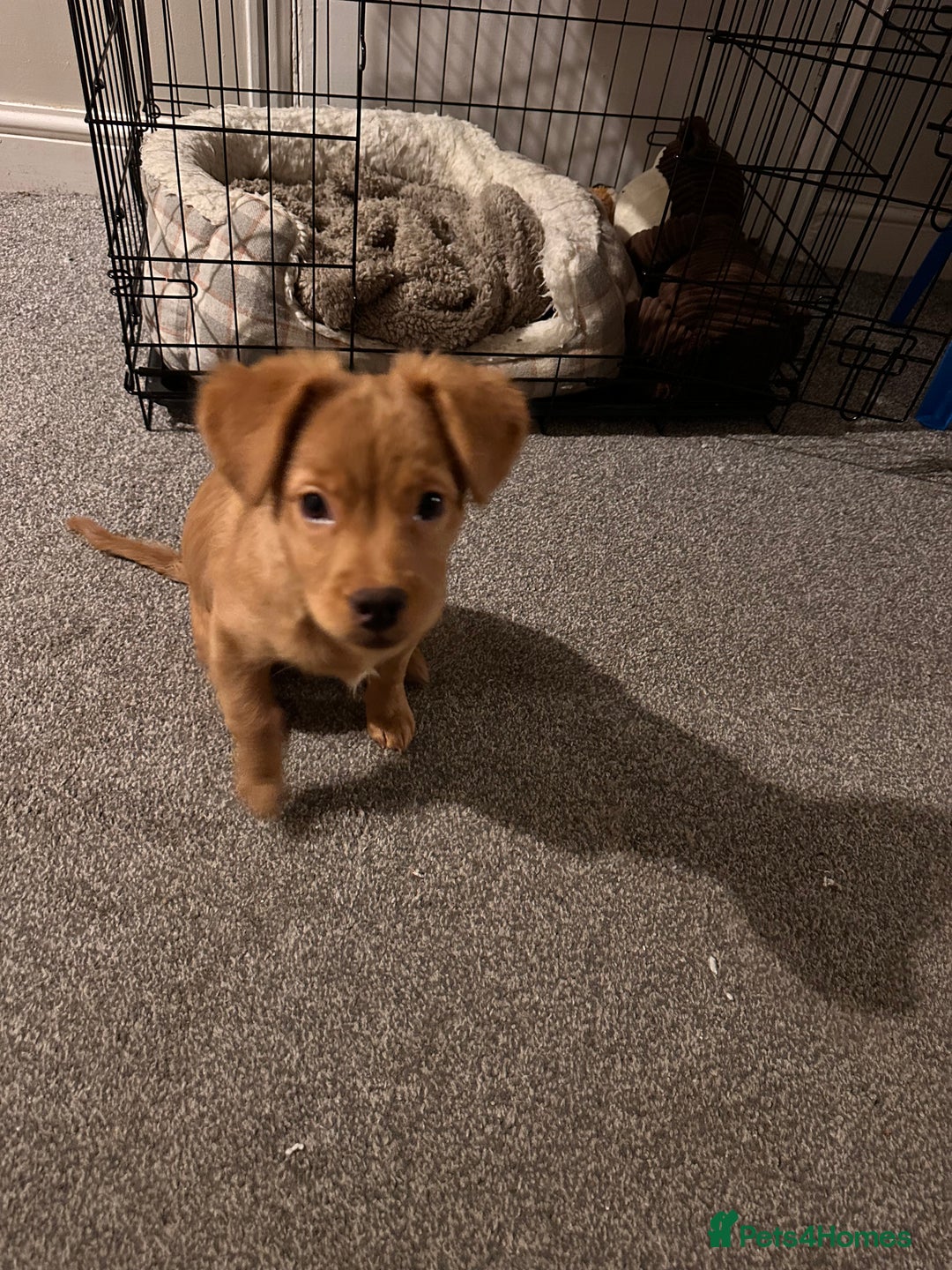 Mixed Breed dogs for sale: Dachshund/frenchie  - Image 3