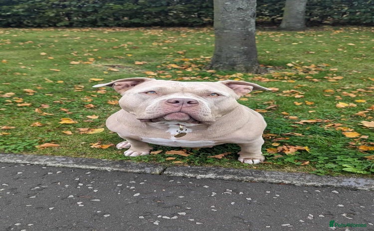 American Bully dogs Sweetest Nala looking for loving home  - Advert 1