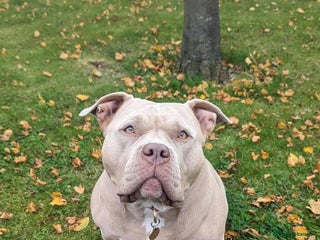 American Bully dogs Sweetest Nala looking for loving home - Advert 1