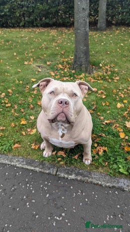 American Bully dogs Sweetest Nala looking for loving home - Advert 1