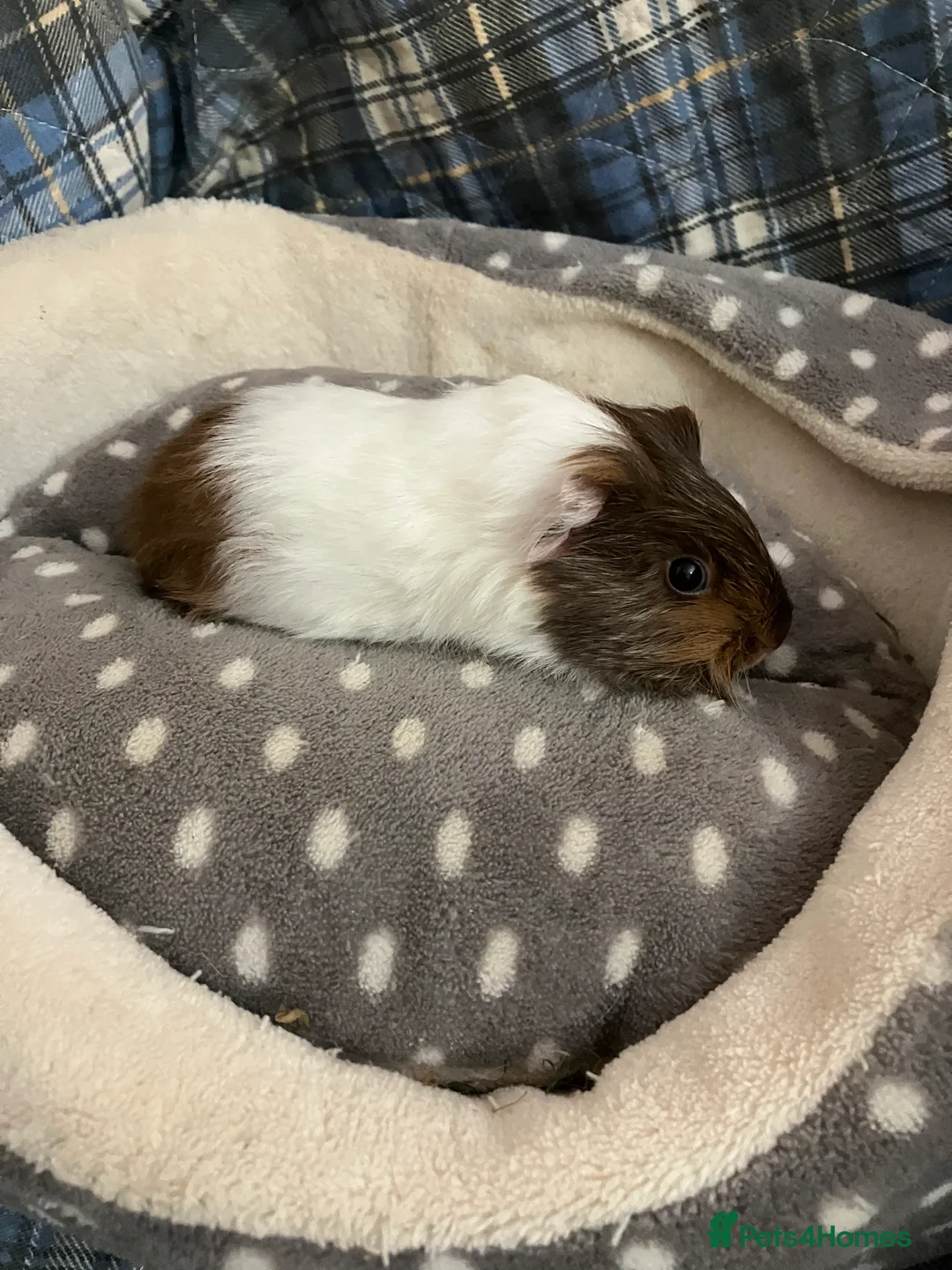 Guinea Pig rodents for sale: Lots of lovely baby boys  - Advert 9
