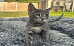 Bengal cats for sale: Striking Blue TICA Male Bengal Kittens 💙  - Image 21