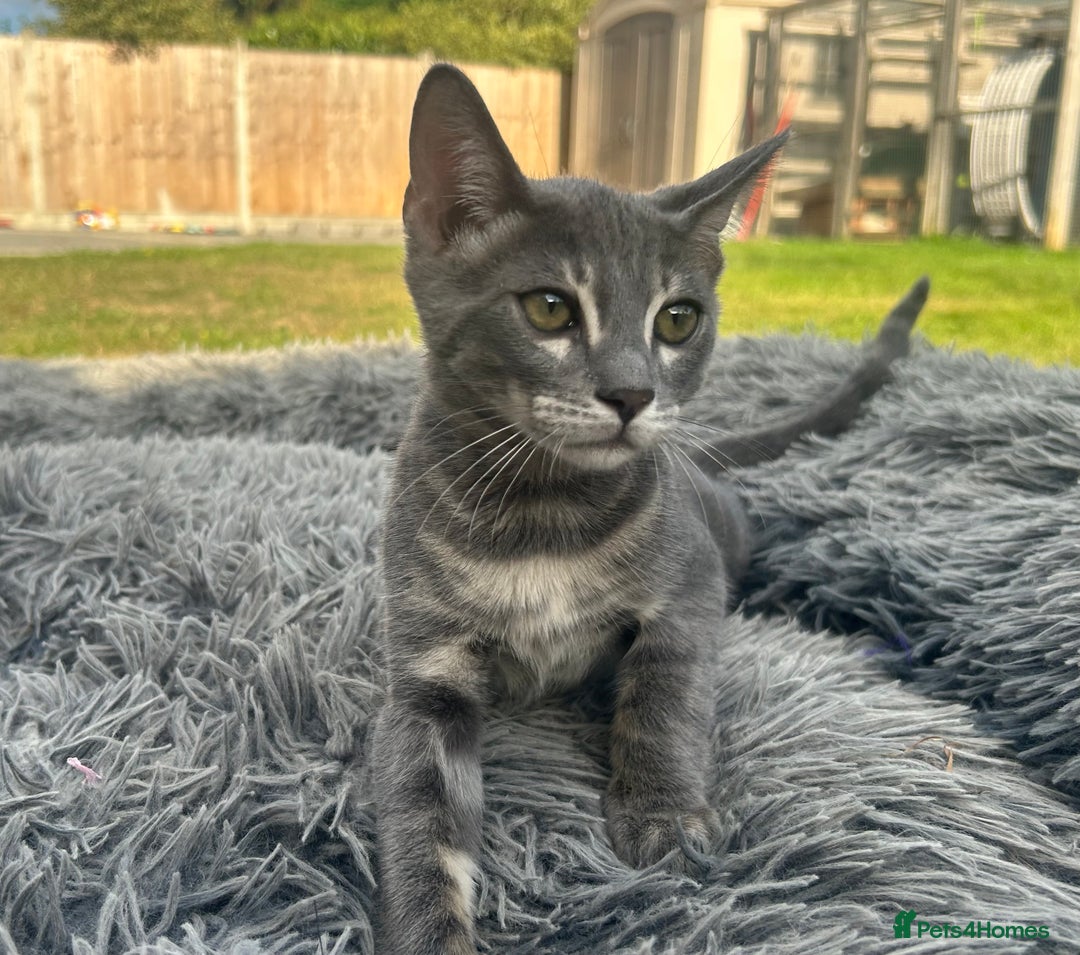 Bengal cats for sale: Striking Blue TICA Male Bengal Kittens 💙  - Image 21