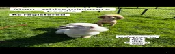 Cockapoo dogs for sale: 🧬🏆F1 MINIATURE SHOW COCKAPOOS 🐾🐾🐾 in Pickering - Advert 2