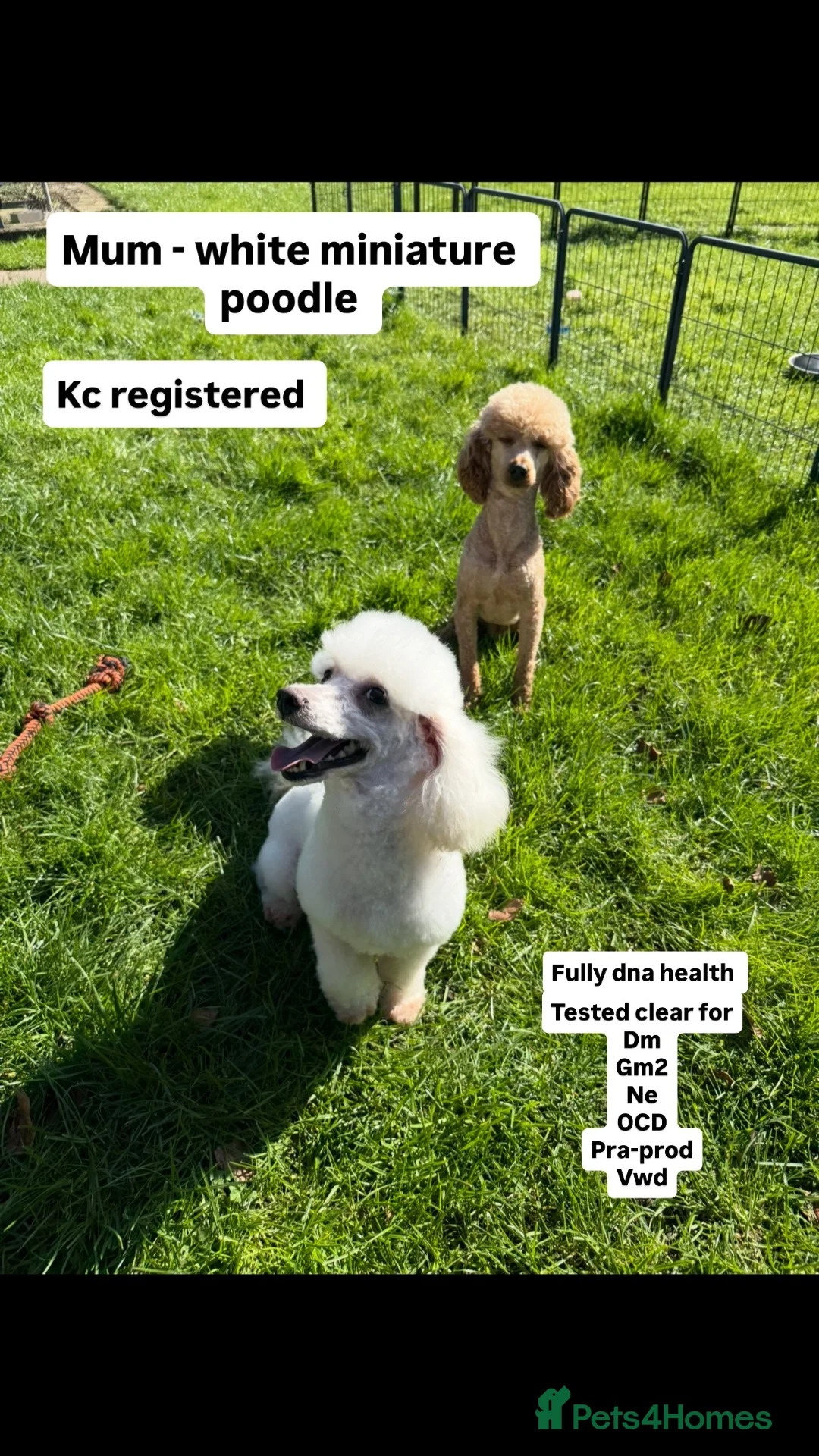 Cockapoo dogs for sale: 🧬🏆F1 MINIATURE SHOW COCKAPOOS 🐾🐾🐾 in Pickering - Advert 2
