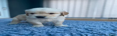 Golden Retriever 2