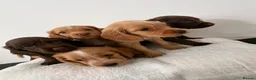 Cocker Spaniel dogs for sale: Cocker Spaniel Puppies  - Advert 7