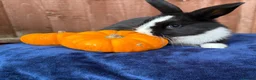 French Lop rabbits for sale: 5 Beautiful French lops  - Advert 17