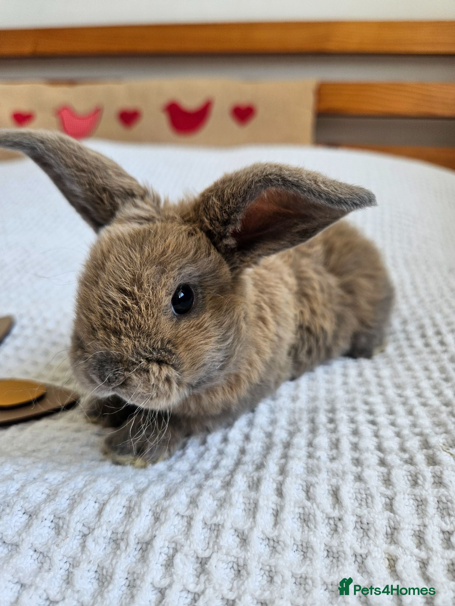 Mini Lop rabbits Mini Plush Lop Fairy Litter  - Suffolk - Advert 2