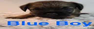 Blue Boy Border Terrier 