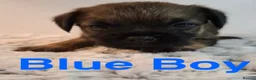 Border Terrier dogs for sale: Beautiful Borders - Advert 6