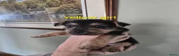 Lakeland Terrier dogs for sale: Stunning Middleton line Lakeland terrier puppies - Advert 6