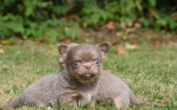 Chihuahua dogs for sale: ⭐️Gorgeous Long haired Lilac and Tan Chihuahuas ⭐️ - Image 15