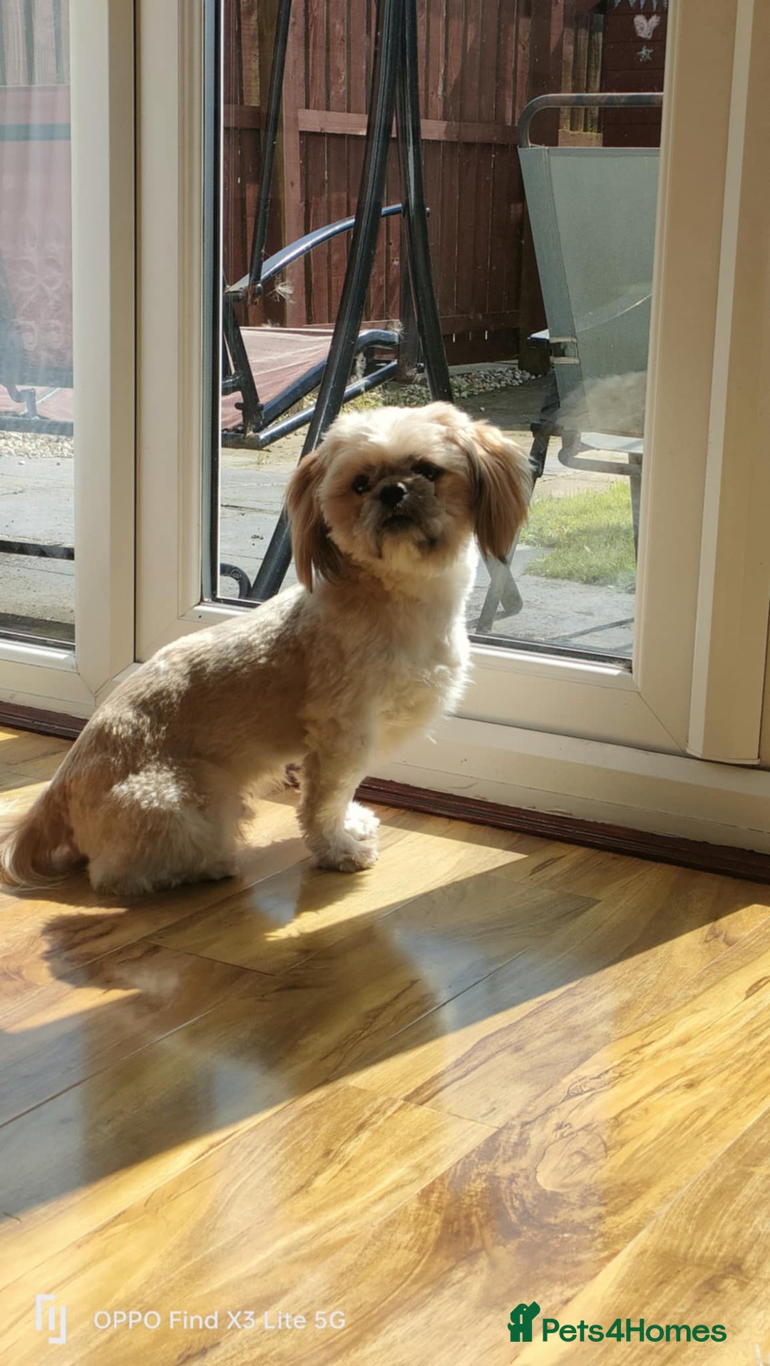 Shih Tzu dogs for stud: Stud, Shih-Tzu - Image 3