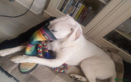 Mixed Breed dogs for sale: Young female Labrador cross for adoption  - Image 14