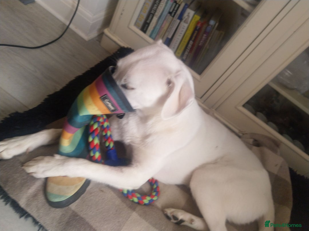 Mixed Breed dogs for sale: Young female Labrador cross for adoption  - Image 14