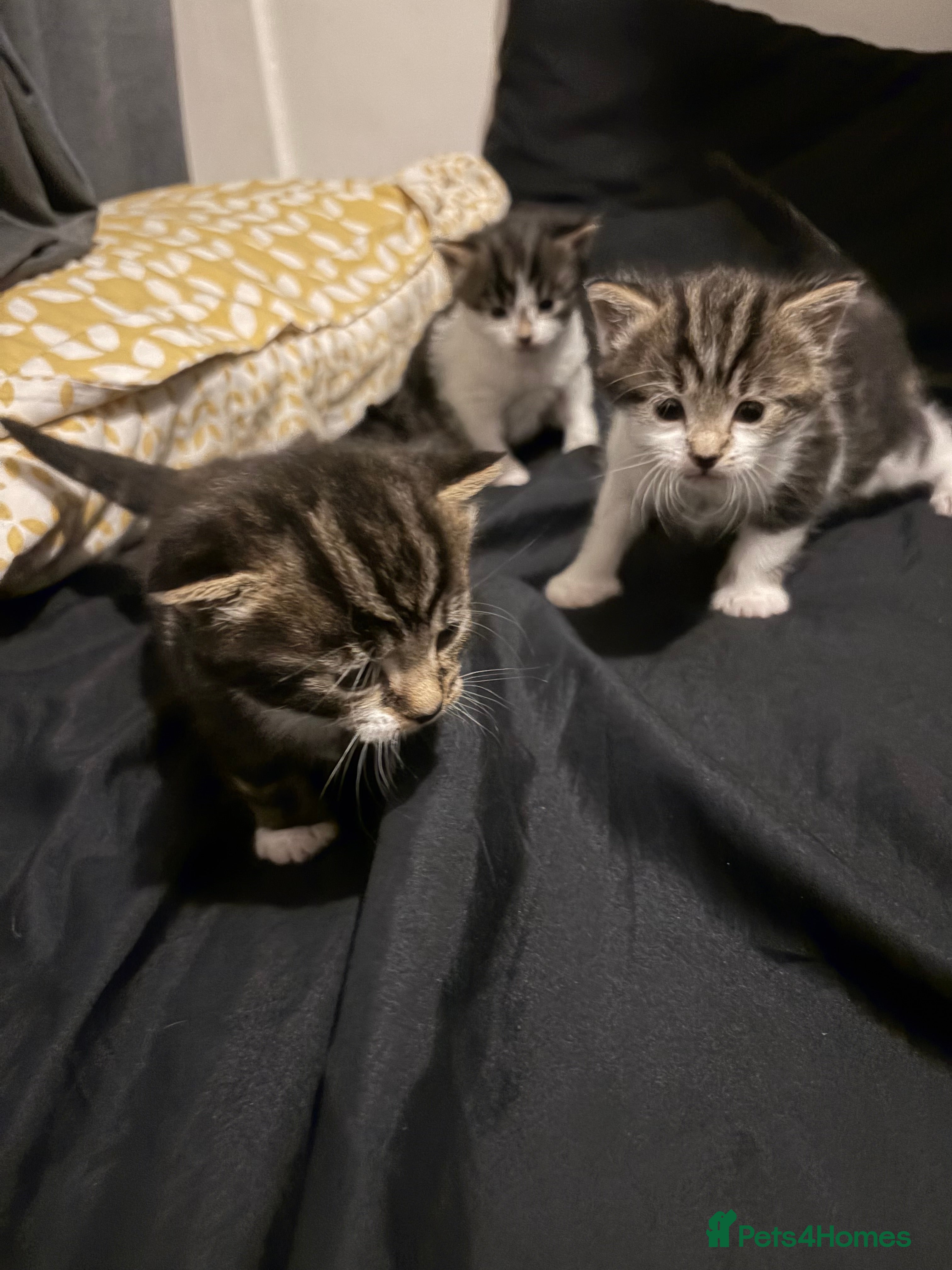 Ragdoll cats Kitten for sale  - Advert 7