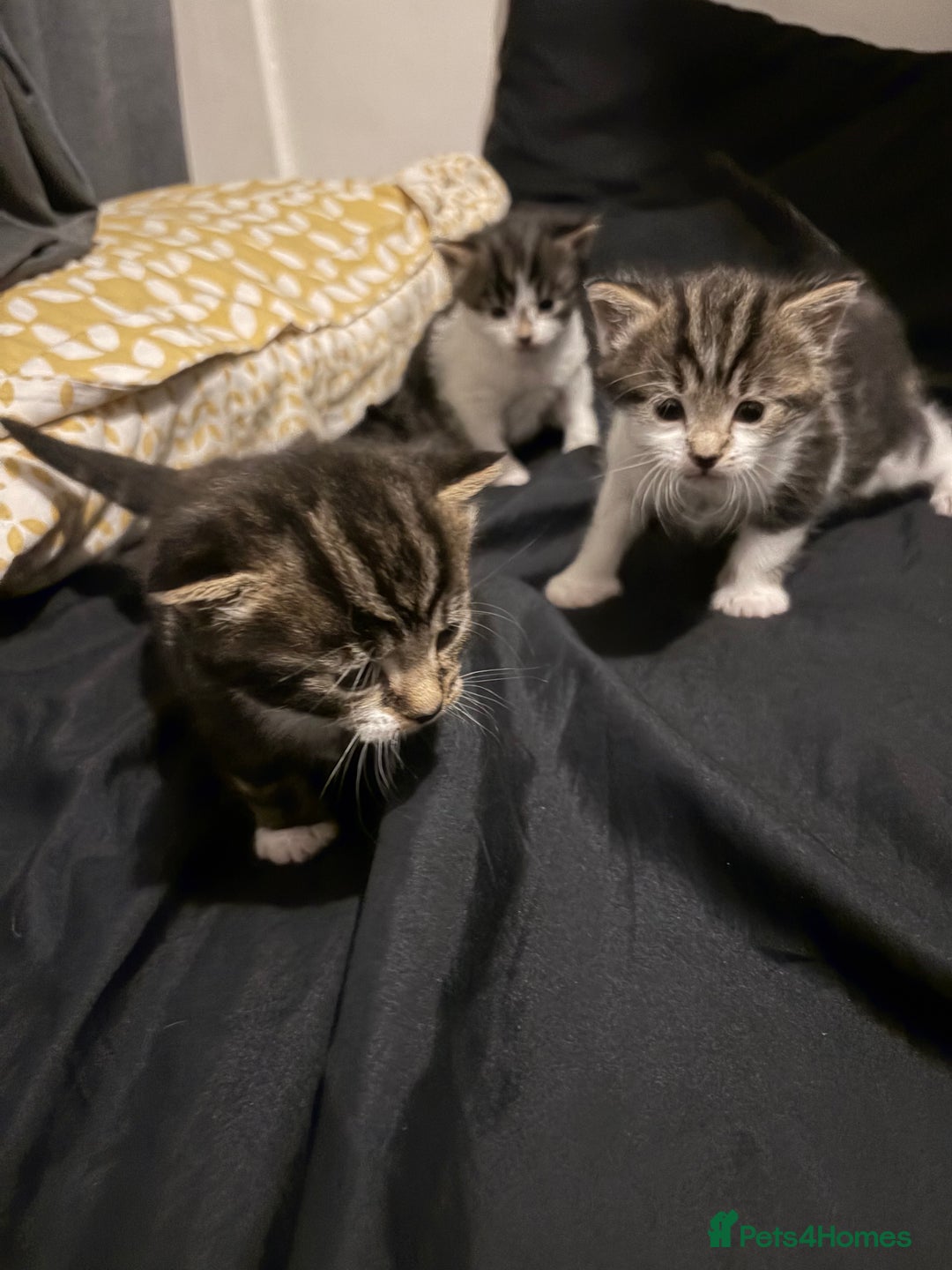 Ragdoll cats for sale: Kitten for sale  - Advert 1