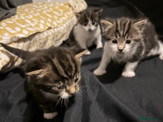 Ragdoll cats Kitten for sale - Advert 10