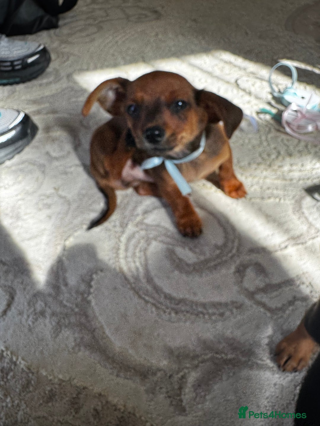 Miniature Dachshund dogs for sale: Miniature dachshunds - Image 4