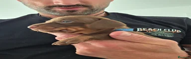 Miniature Dachshund 2