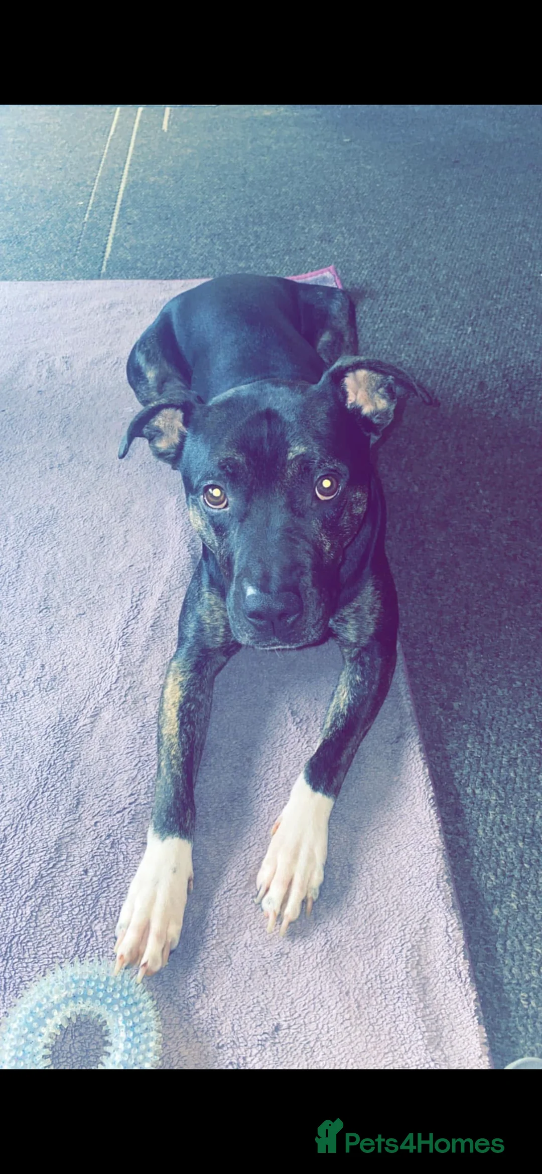 Mixed Breed dogs for sale: This is my boy rocky - Advert 3