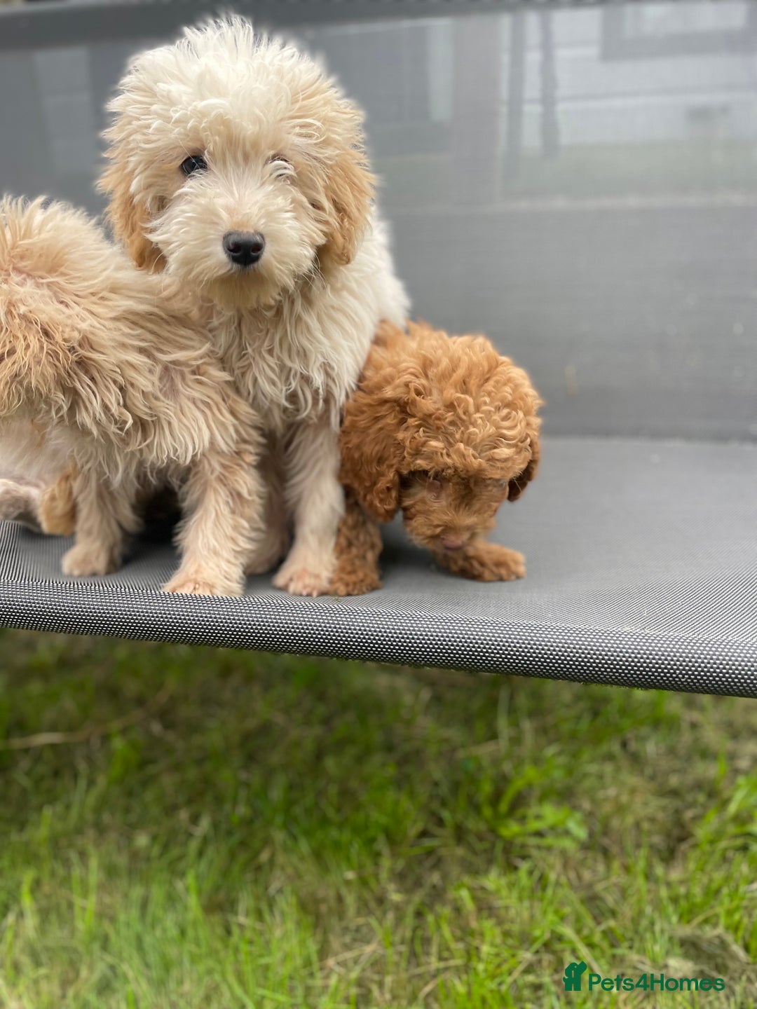 Cavapoo dogs for sale: F1b cavapoo - Image 16