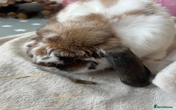Mixed Breed rabbits for sale: Urgent: Female bunny needs happy home - Image 5