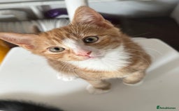 Mixed Breed cats for sale: Kitten - Image 3
