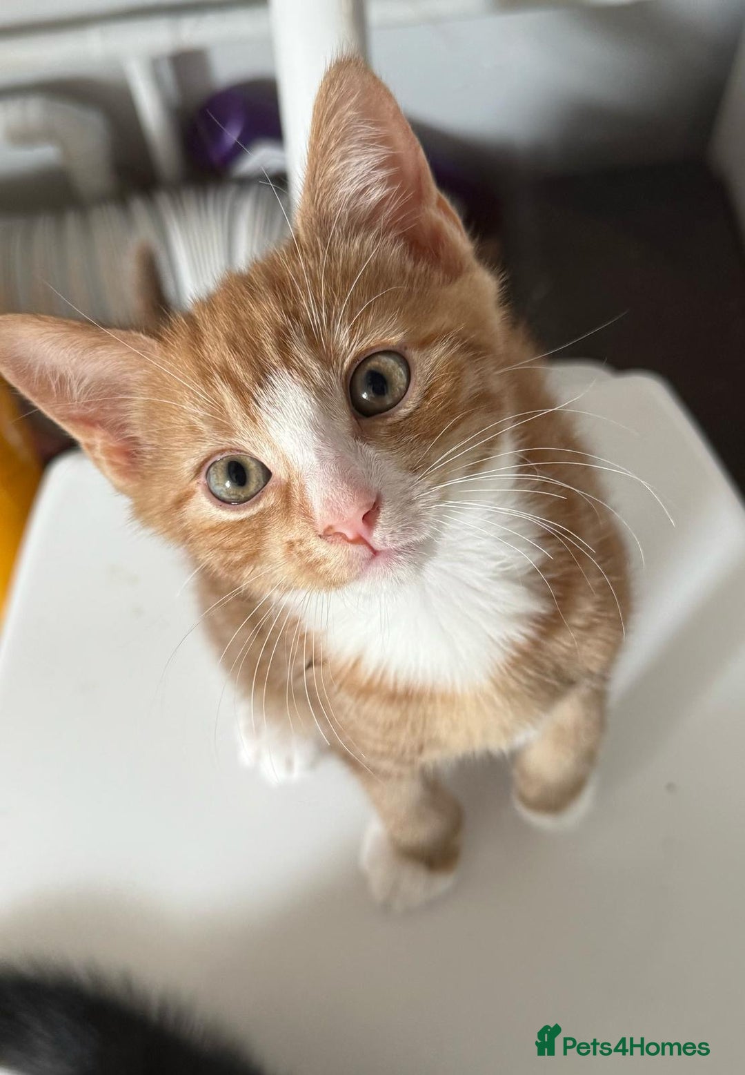 Mixed Breed cats for sale: Kitten - Image 3