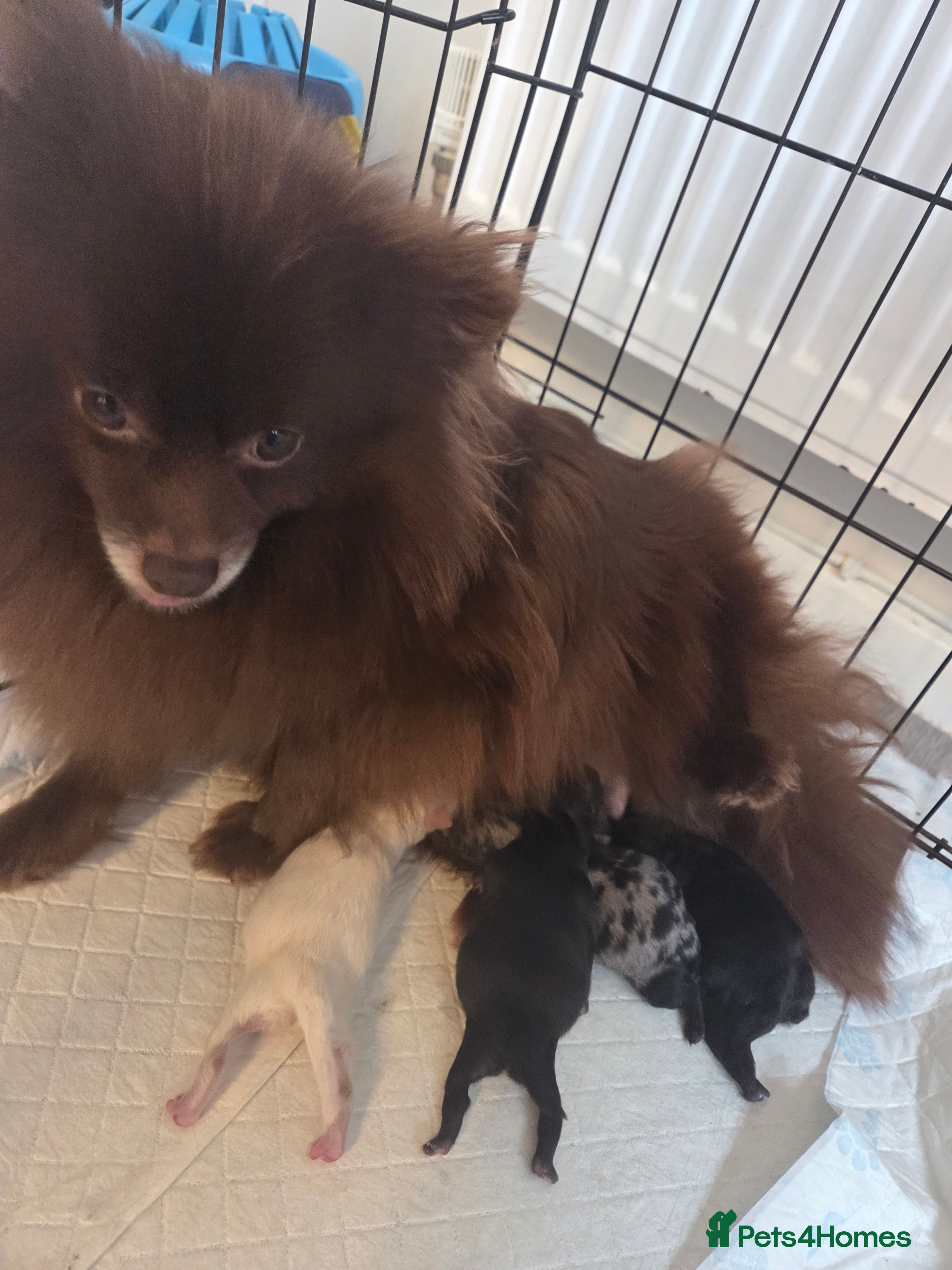 Pomeranian dogs Our beautiful litter of rainbow poms  - Advert 8