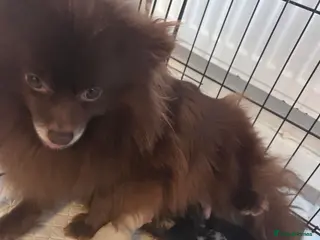 Pomeranian dogs Our beautiful litter of rainbow poms - Advert 8