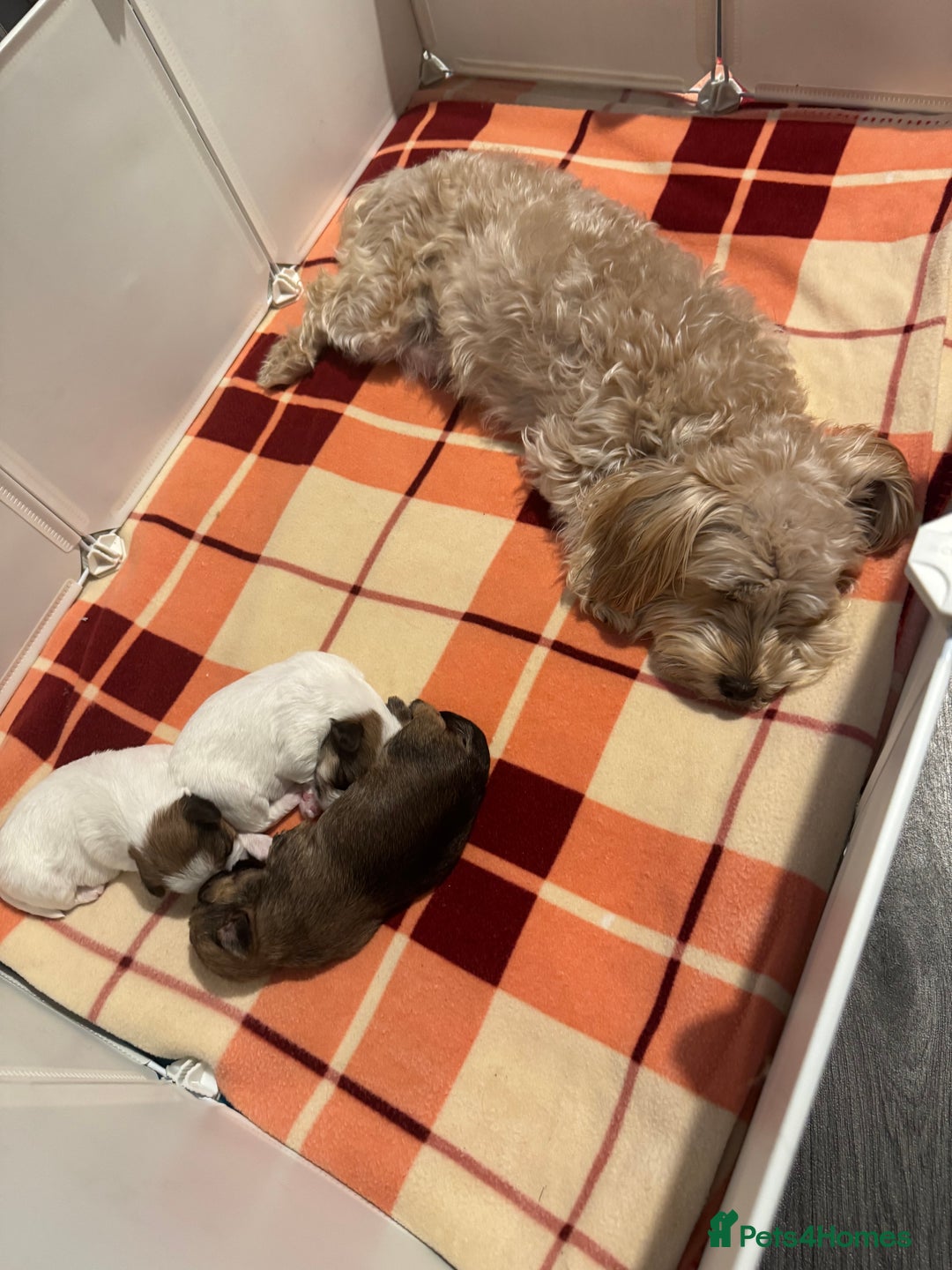 Mixed Breed dogs for sale: Female shih tzu cross yorkie  - Advert 1