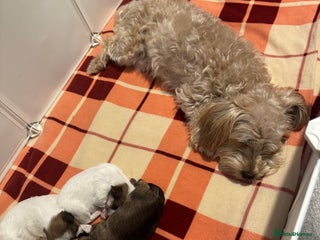 Mixed Breed dogs Female shih tzu cross yorkie - Advert 1