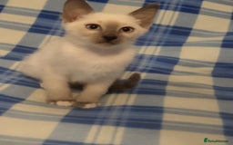 Snowshoe cats for sale: Rare Pedigree Snowshoe Kittens  - Image 16