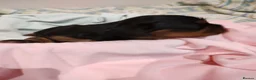 Cavalier King Charles Spaniel dogs for sale: Exquisite Cavalier King Charles Spaniel Puppies - Advert 6