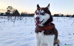 Mixed Breed dogs for sale: READY NOW! Caucasian Shepherd x Siberian Husky - Image 13