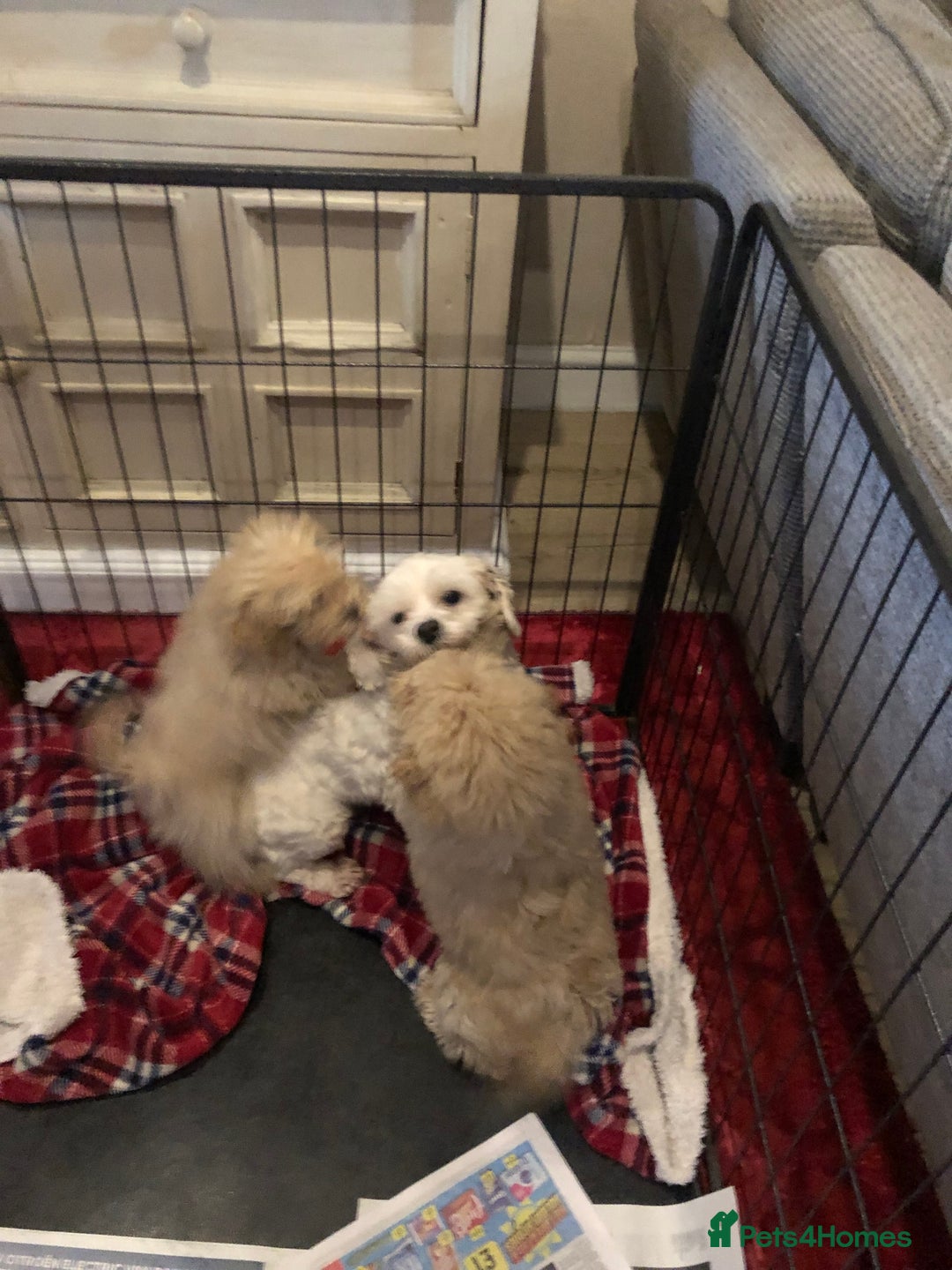 Maltipoo dogs for sale: Maltipoo puppies for sale  - Advert 11