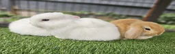 Mini Lop rabbits for sale: Beautiful Mini lops ❤️ - Advert 19