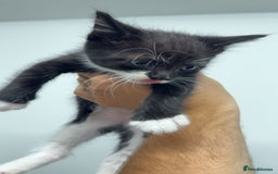 Mixed Breed cats for sale: healthy cute mixed kittens ready to find new homes - Image 4